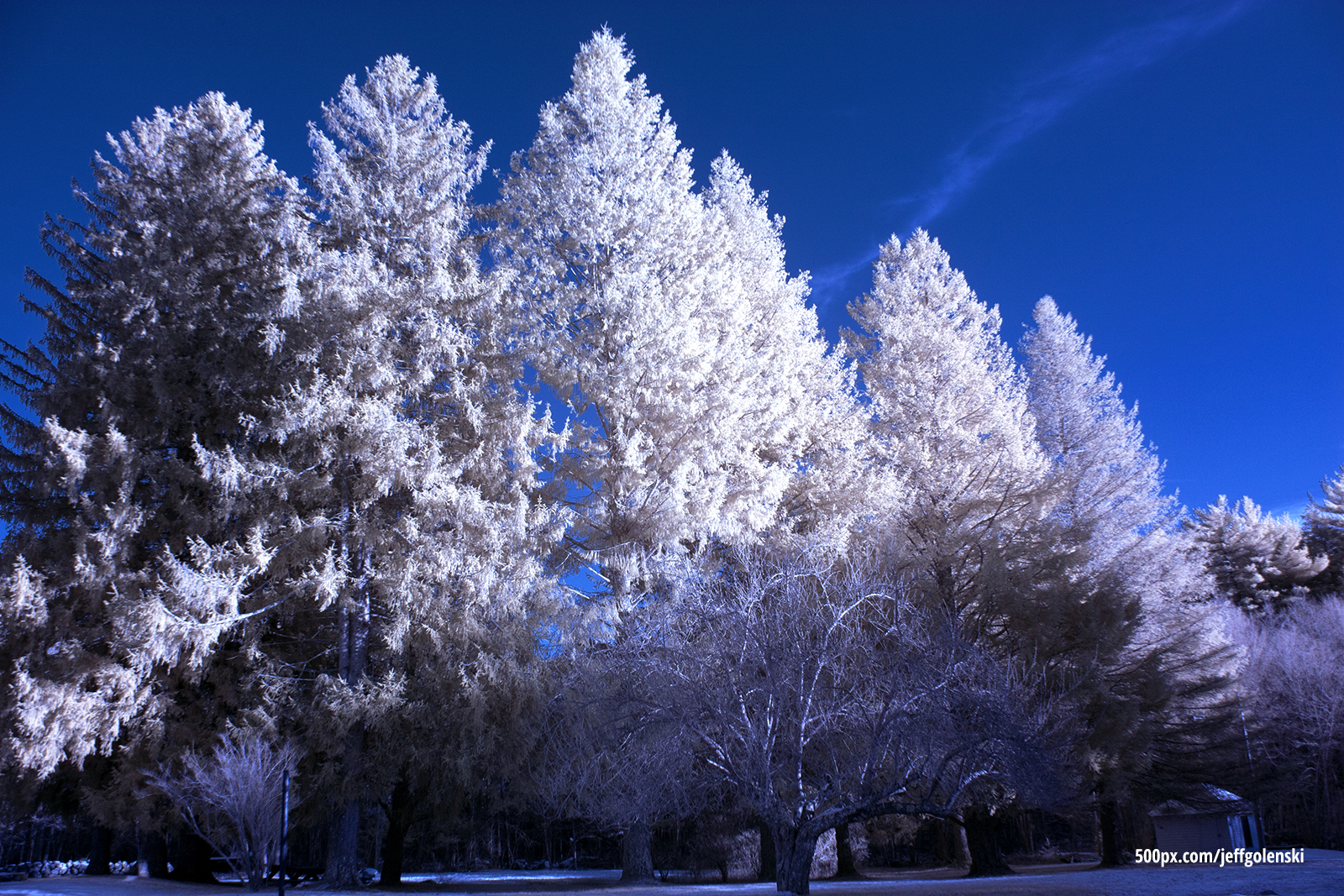 Infrared Photos of Pine Trees. Freetown State Forest, Fall River, MA