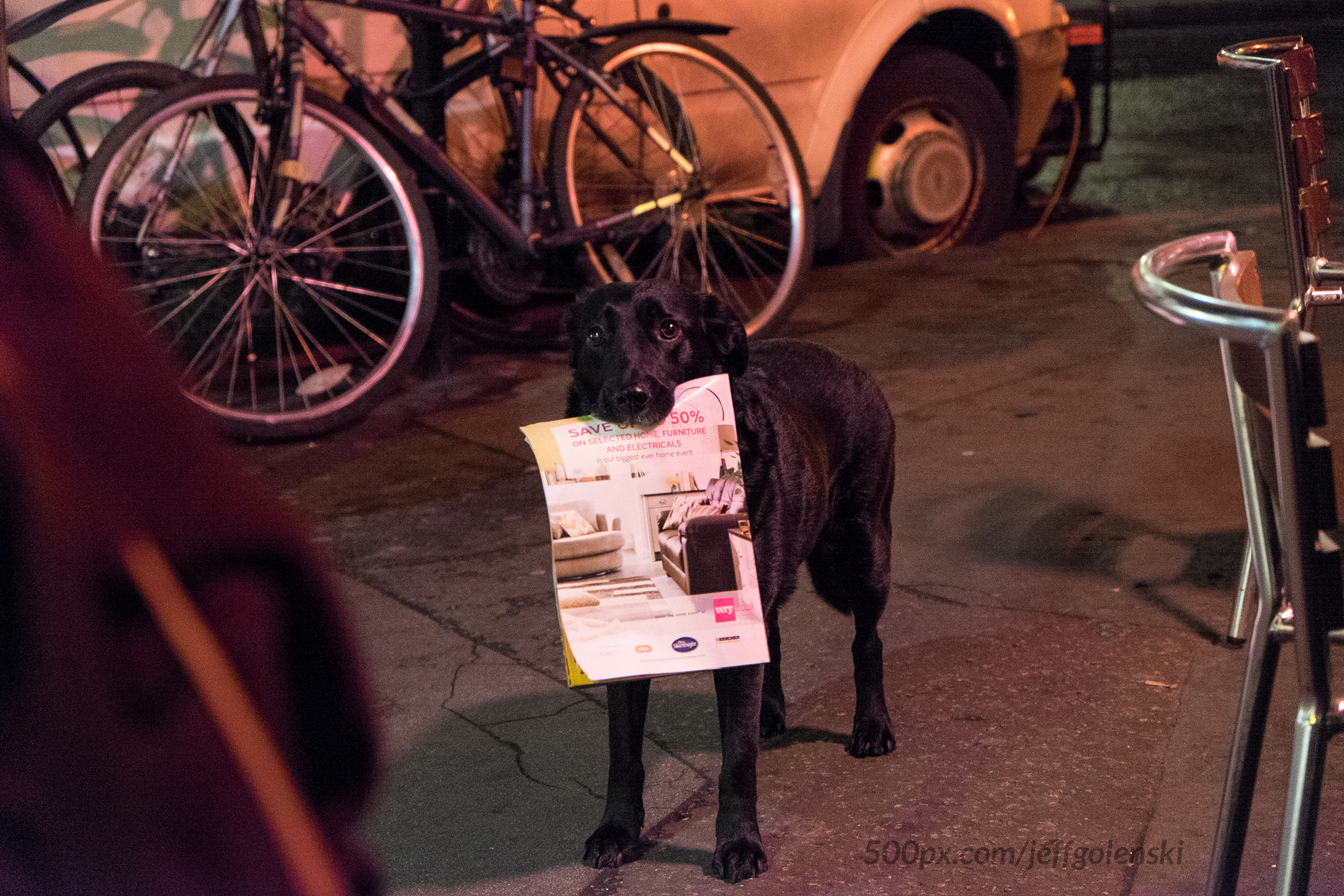 A beggars dog was trained to look especially cute in order to get donations from tourists.
